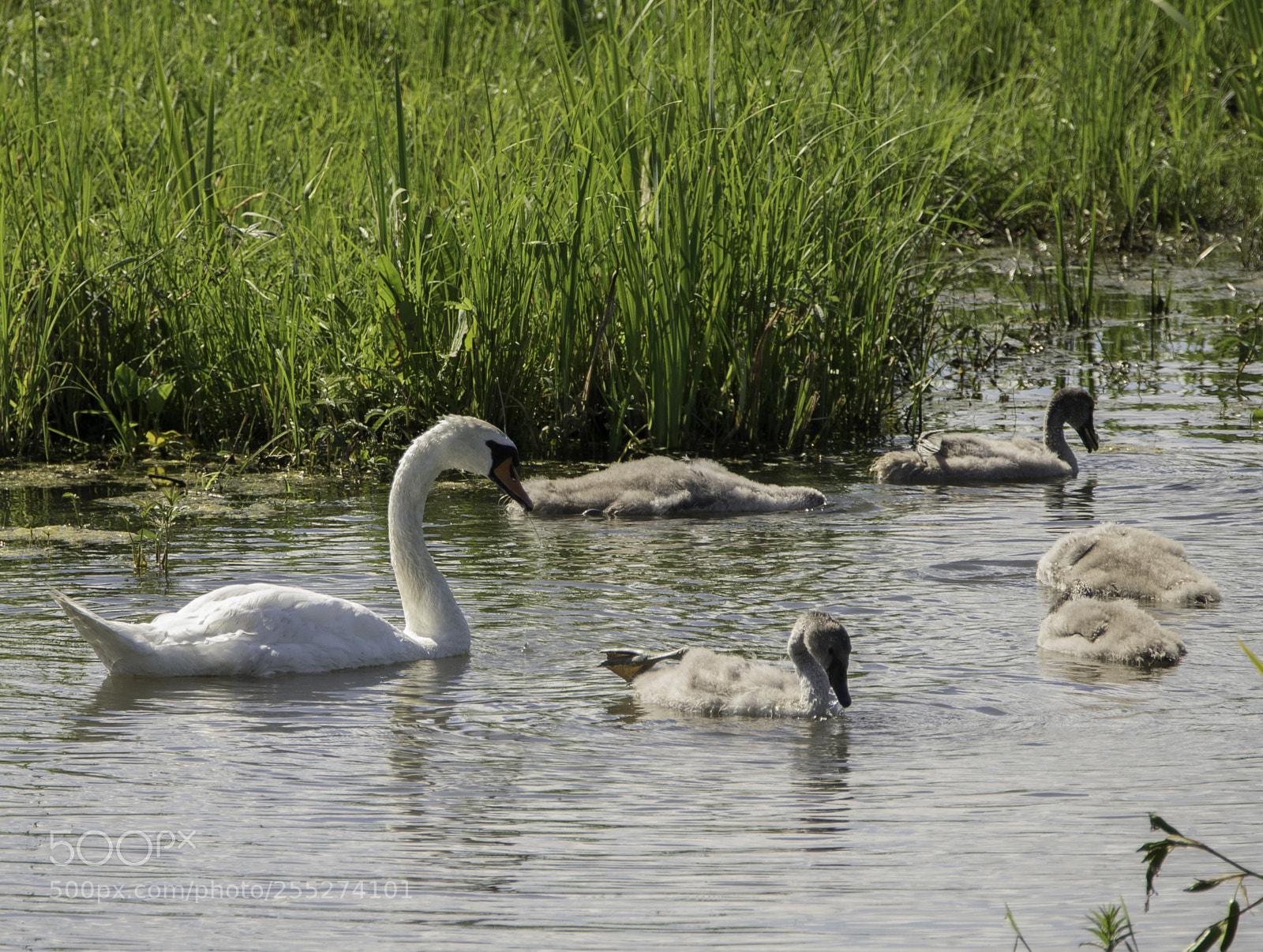 Nikon D5300 sample photo. Swan svan o photography