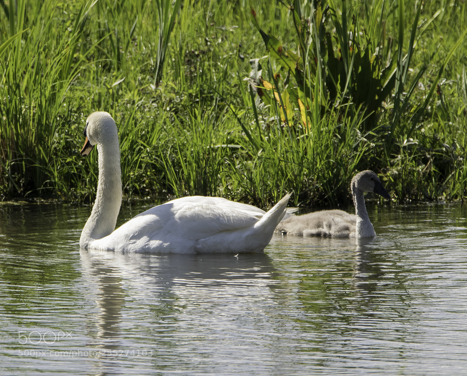 Nikon D5300 sample photo. Swan svan o photography