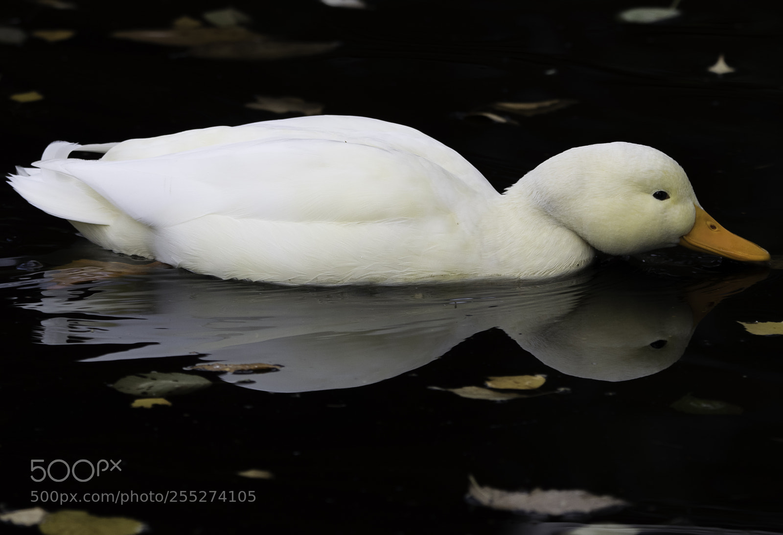 Nikon D5300 sample photo. White mallard o photography