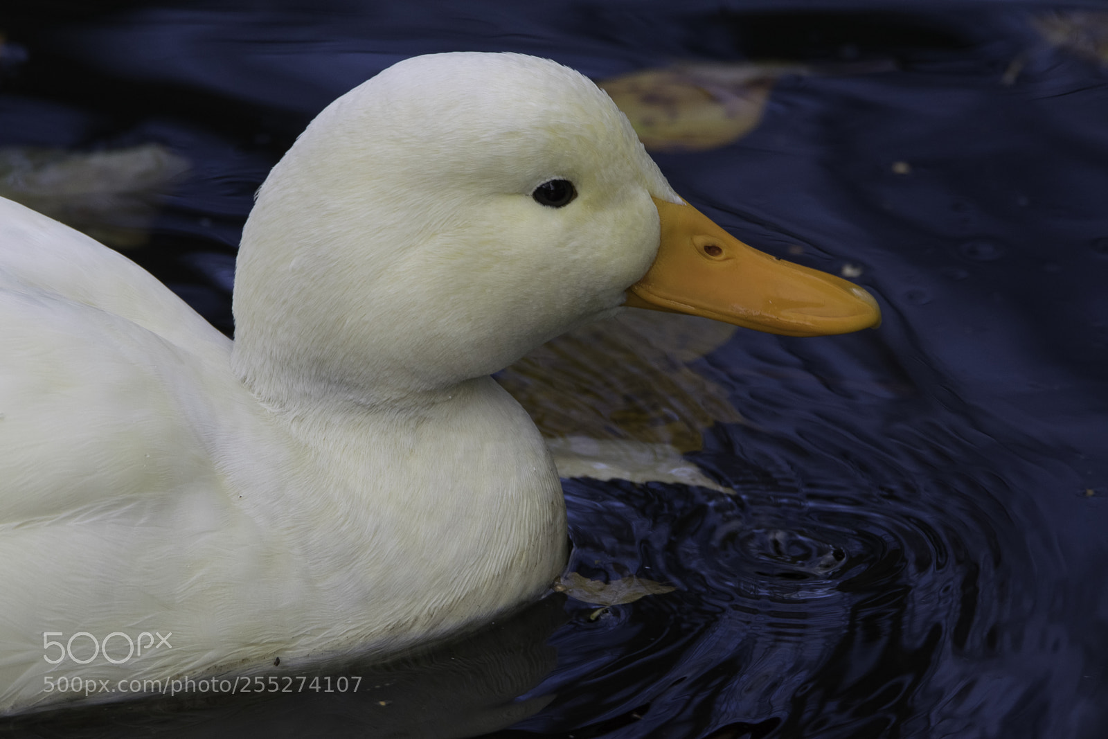 Nikon D5300 sample photo. White mallard o photography