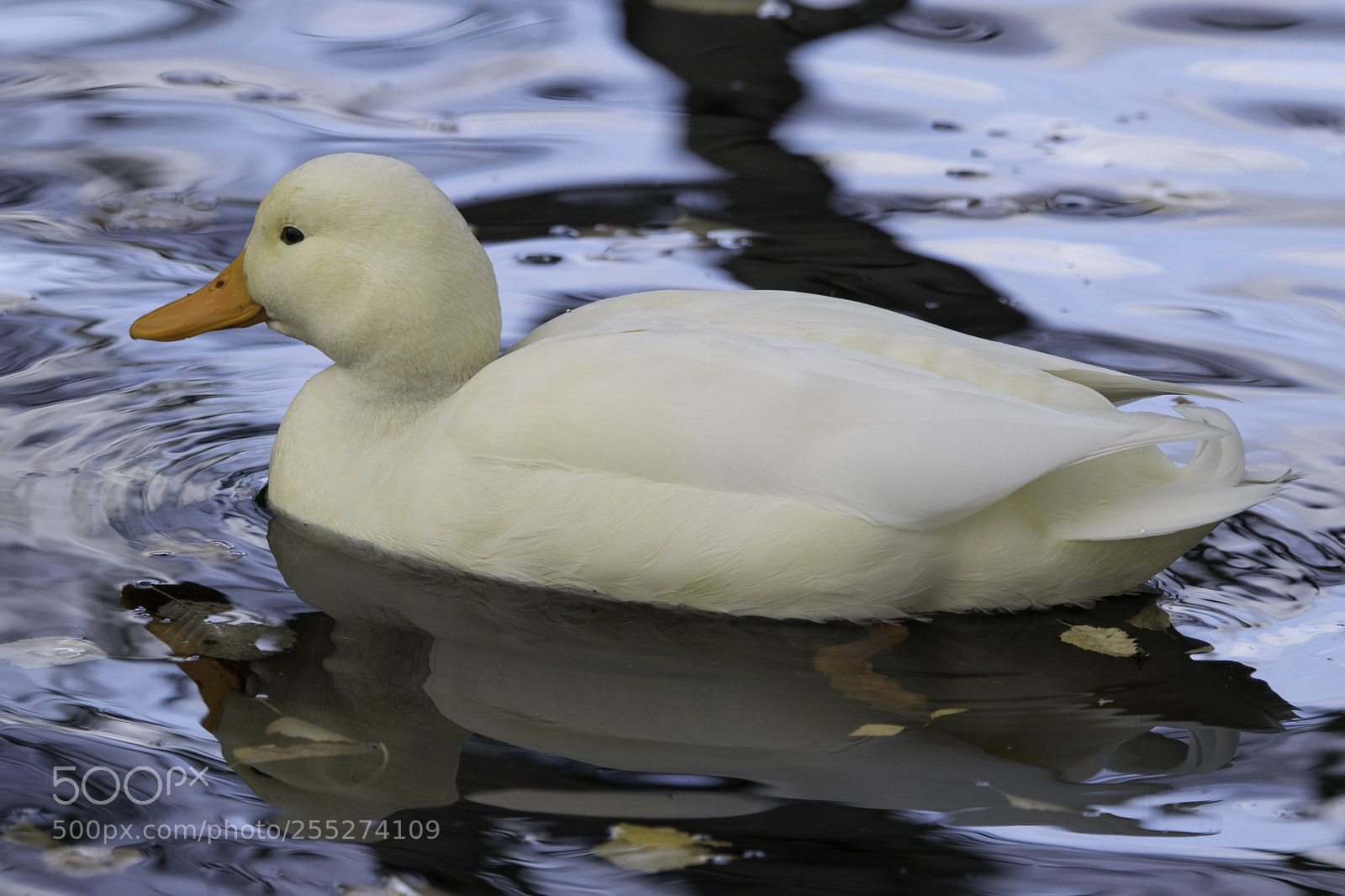 Nikon D5300 sample photo. White mallard o photography