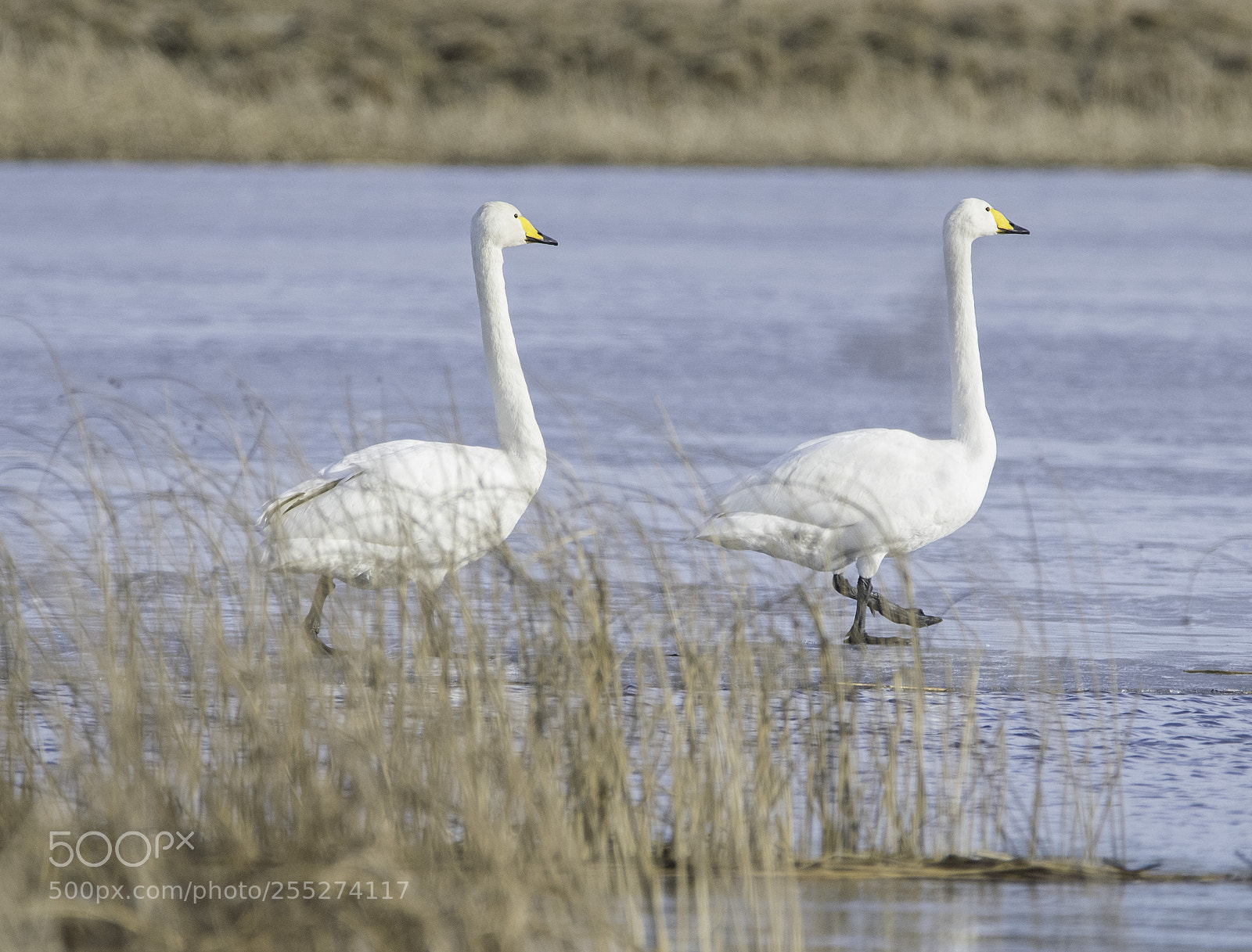 Nikon D5300 sample photo. Whooper swan sngsvan o photography