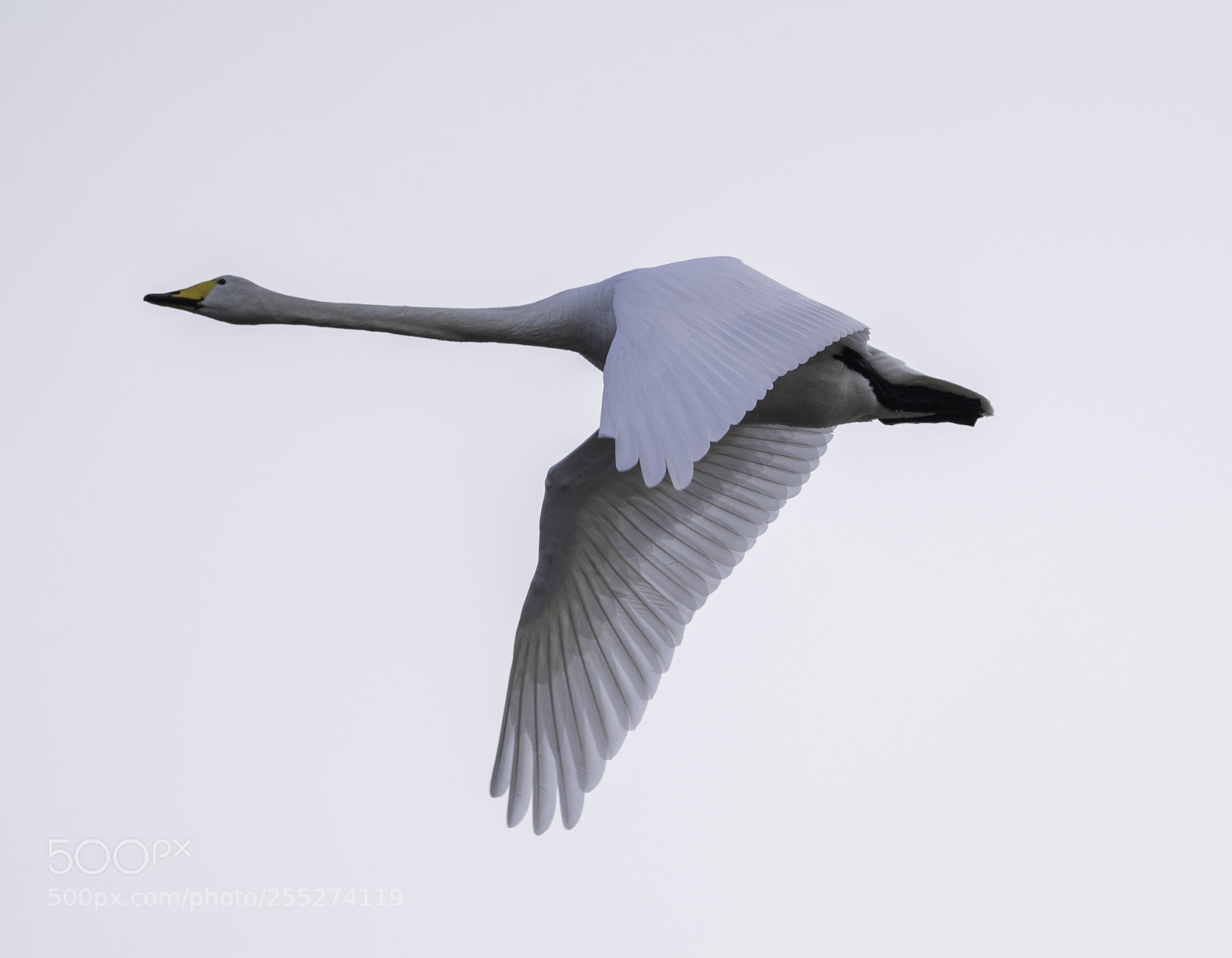 Nikon D5300 sample photo. Whooper swan sngsvan o photography