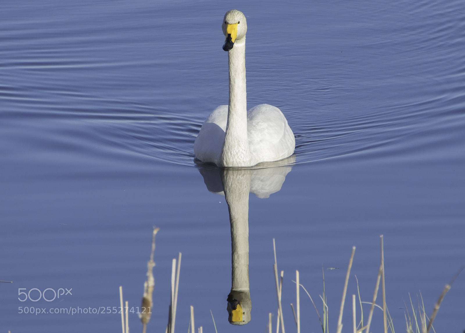 Nikon D5300 sample photo. Whooper swan sngsvan o photography
