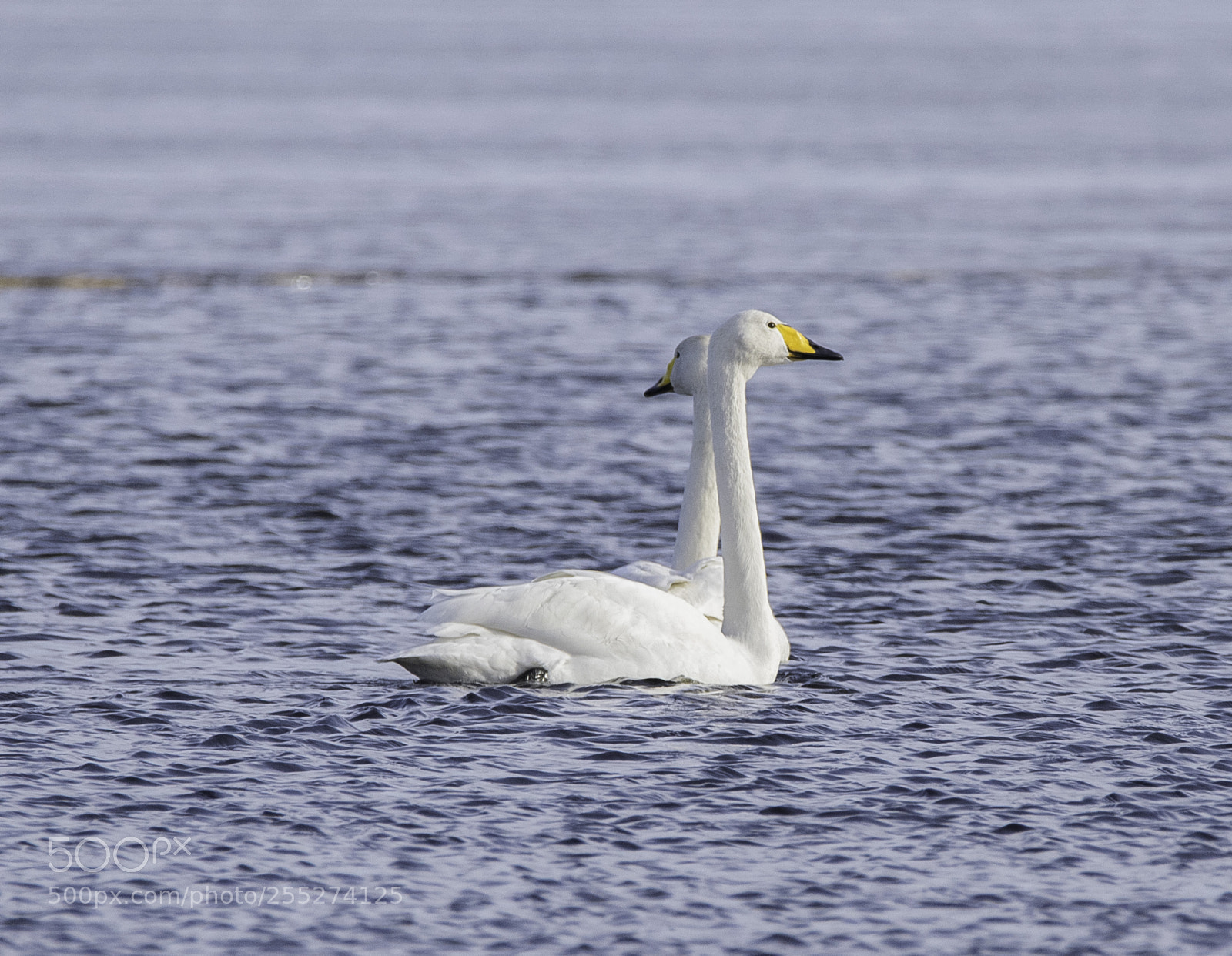 Nikon D5300 sample photo. Whooper swan sngsvan o photography