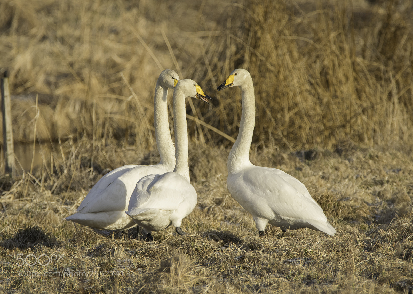 Nikon D5300 sample photo. Whooper swan sngsvan o photography