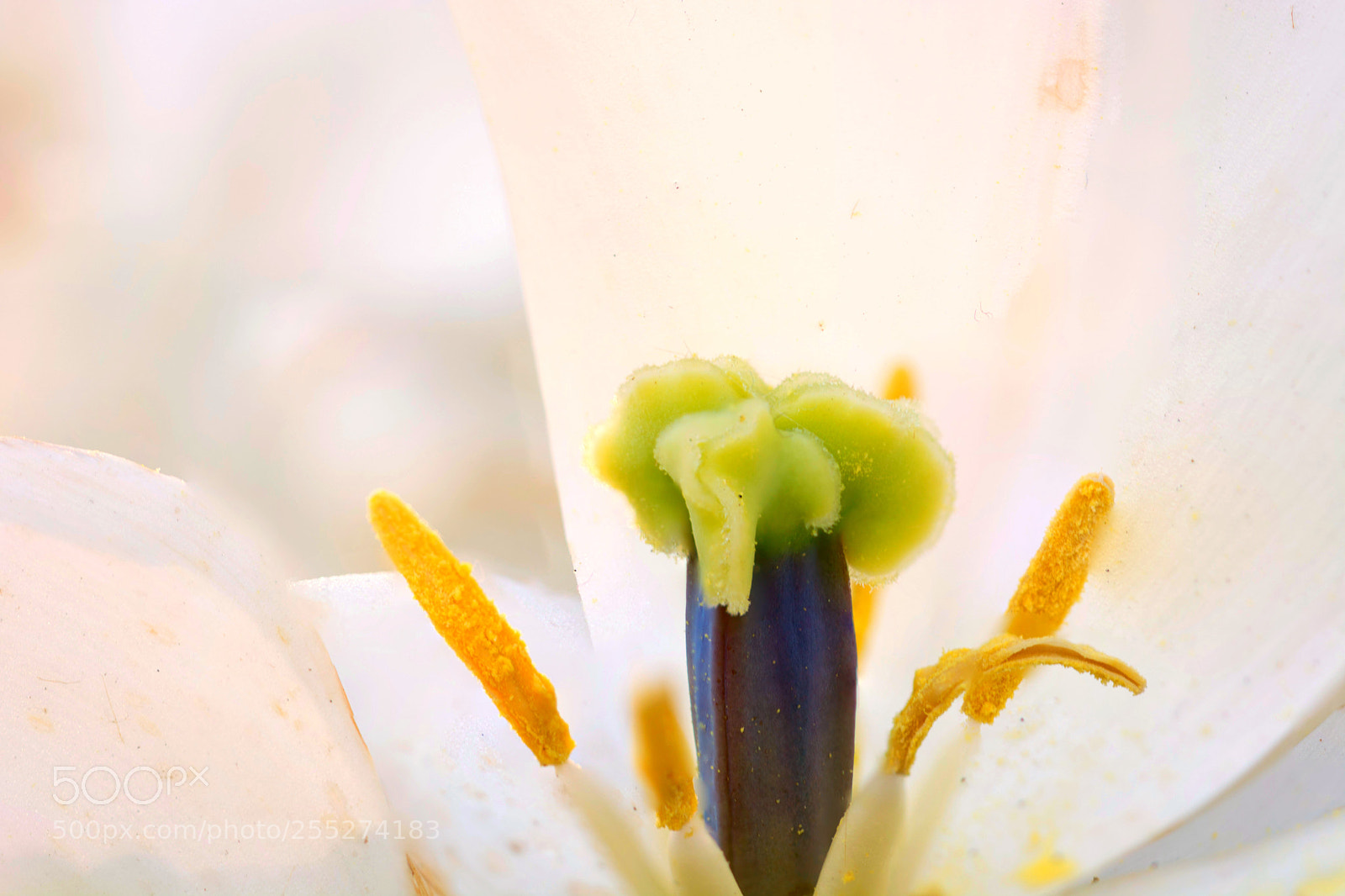 Nikon D7100 sample photo. White tulip photography