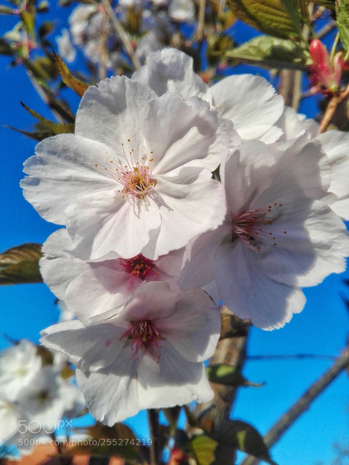 HUAWEI P8 Lite sample photo. Just morning... ? photography