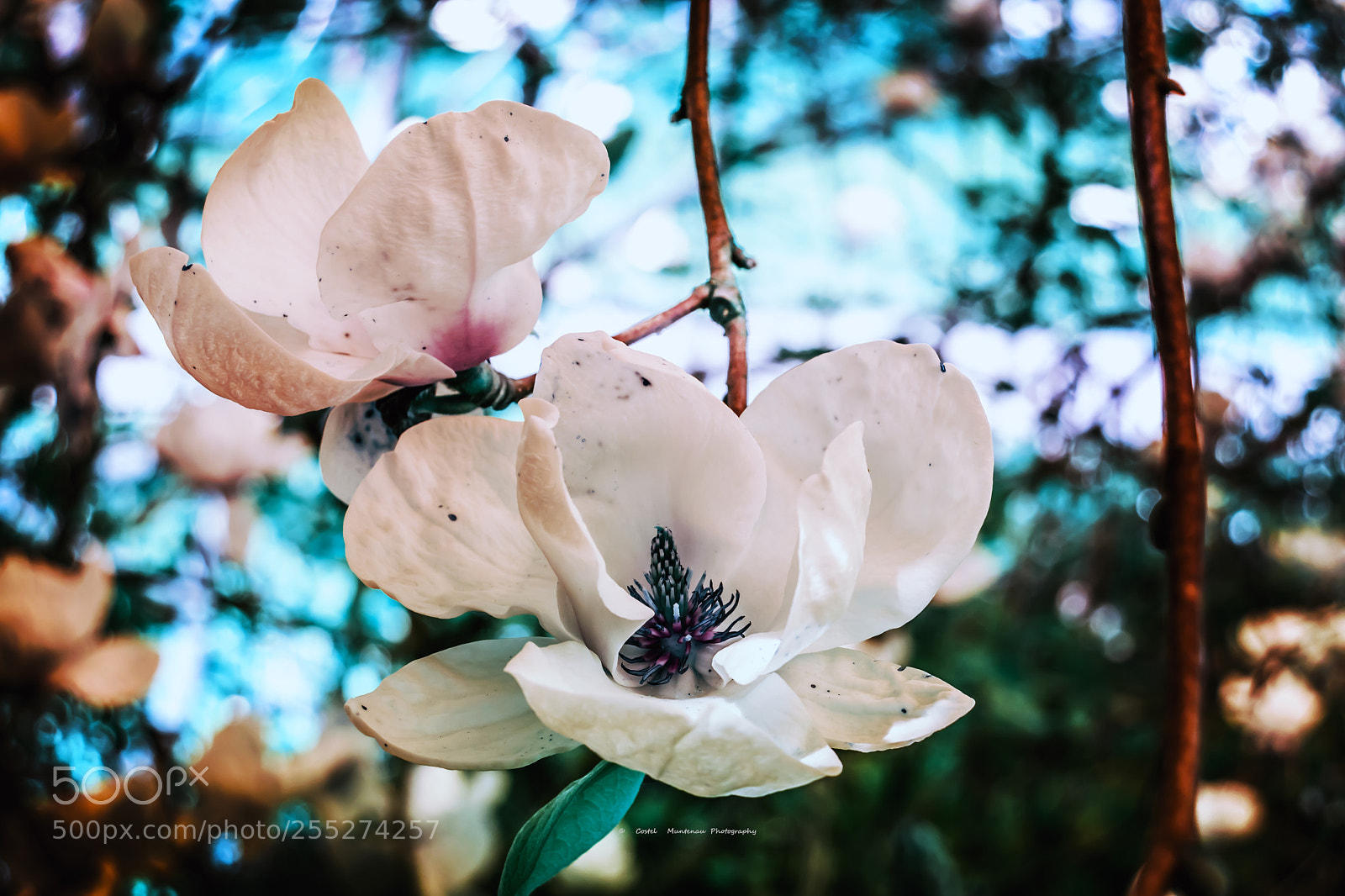 Nikon D3300 sample photo. ___________magnolia`s 8.0 photography