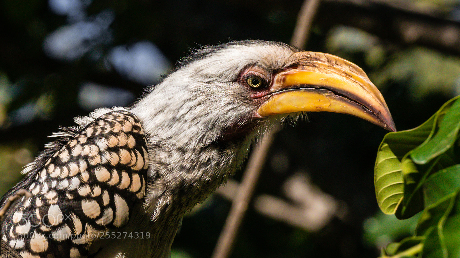 Sony Alpha NEX-5R sample photo. Hornbill in kruger park photography