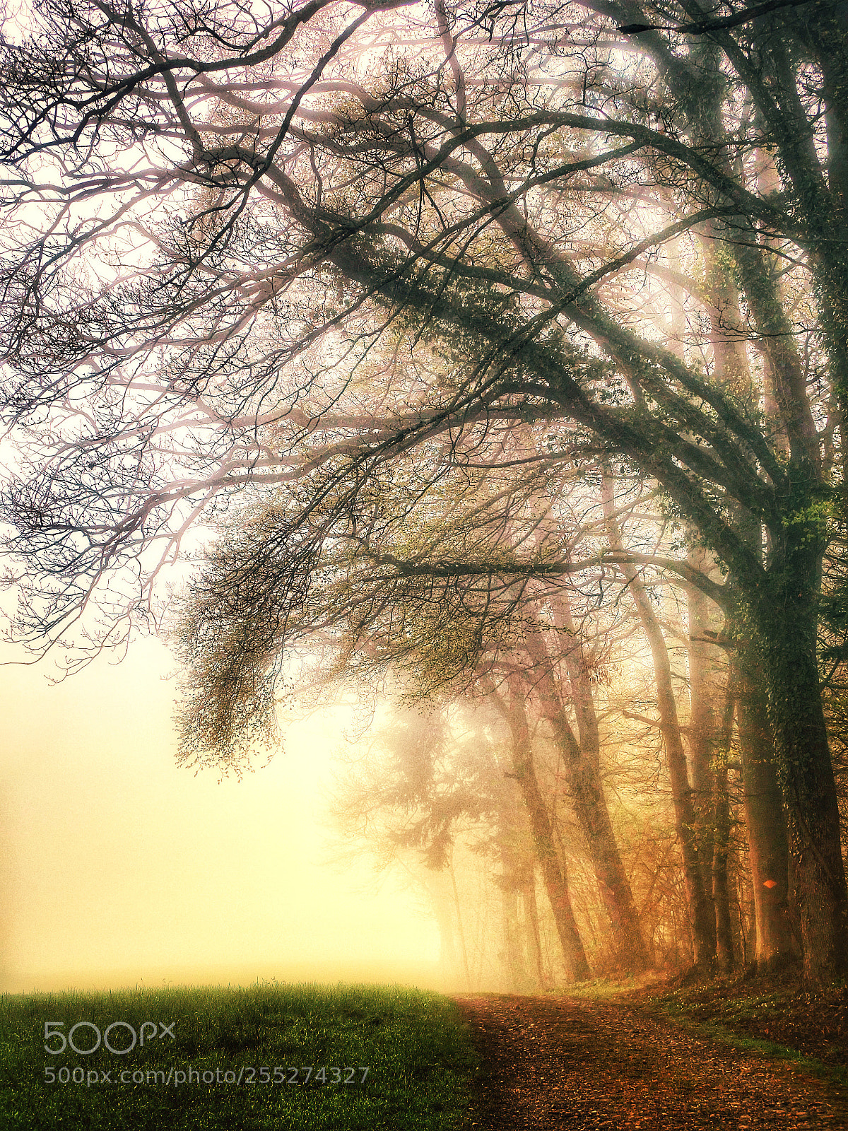 Panasonic Lumix DC-G9 sample photo. Walking in the fog! photography