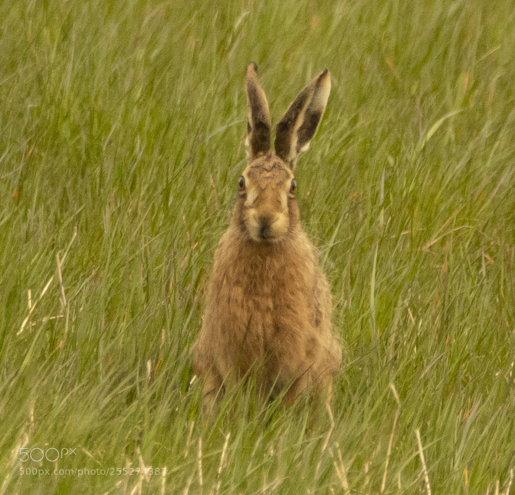 Canon EOS 800D (EOS Rebel T7i / EOS Kiss X9i) sample photo. Brown hare photography