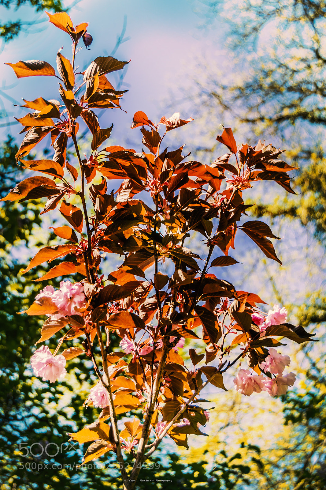 Nikon D3300 sample photo. ______spring`s simphony 3.0 photography