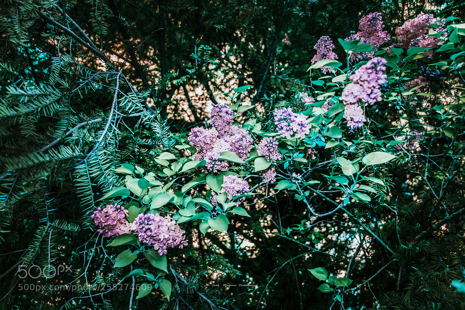 Nikon D3300 sample photo. ______spring`s simphony 4.0 photography