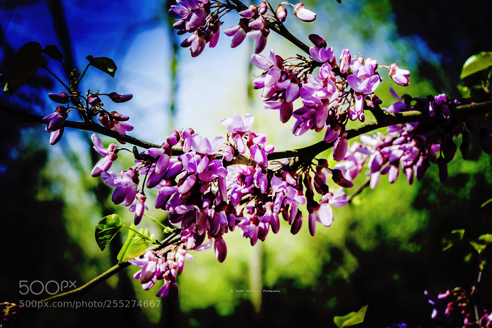 Nikon D3300 sample photo. _____spring`s simphony 2.0 photography