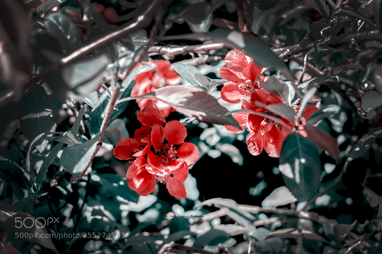 Nikon D3300 sample photo. _________japanese quince 1.0 photography