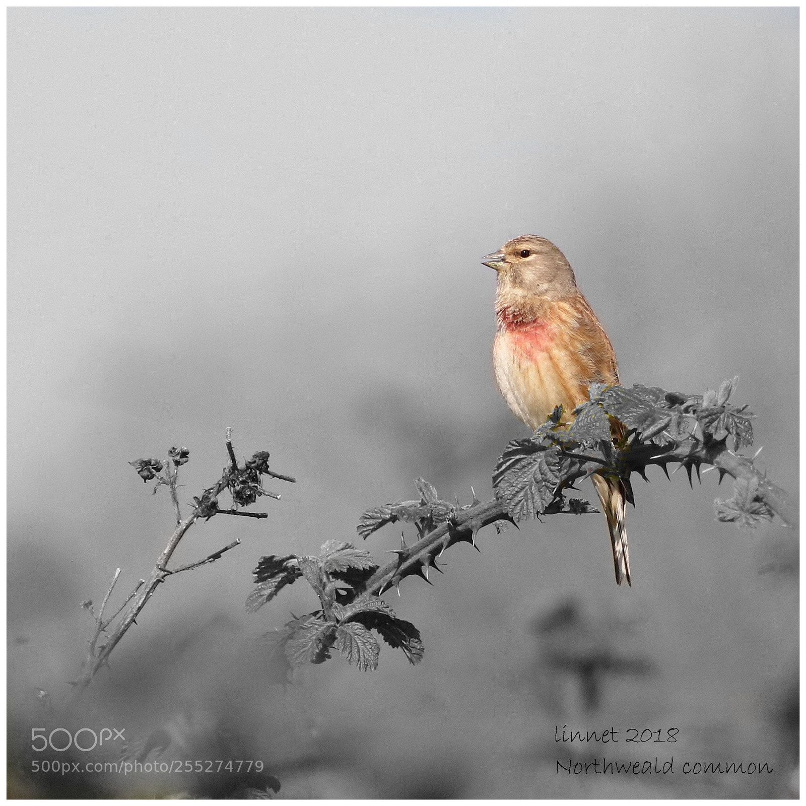 Canon EOS 7D Mark II sample photo. Linnet in the grey photography