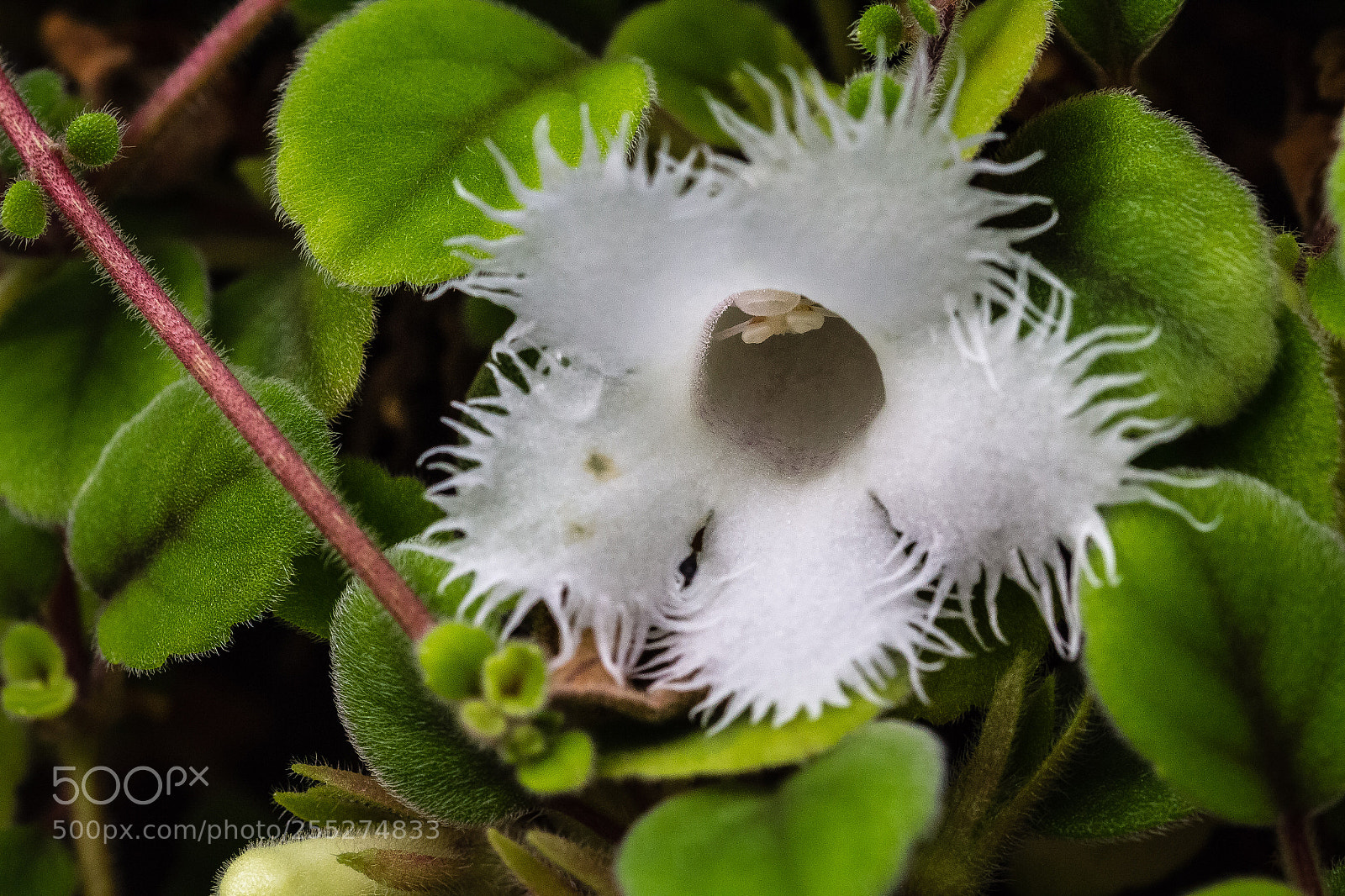 Canon EOS 60D sample photo. Alsobia dianthiflora photography