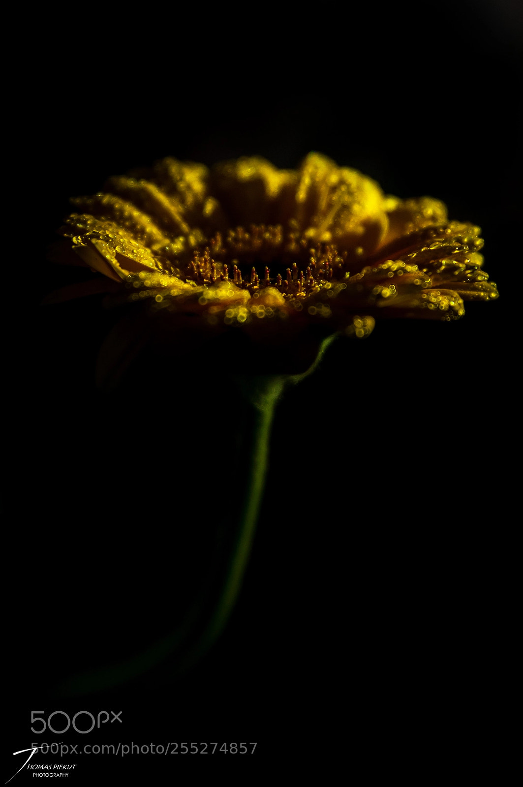 Nikon D90 sample photo. Shimmering 4 photography