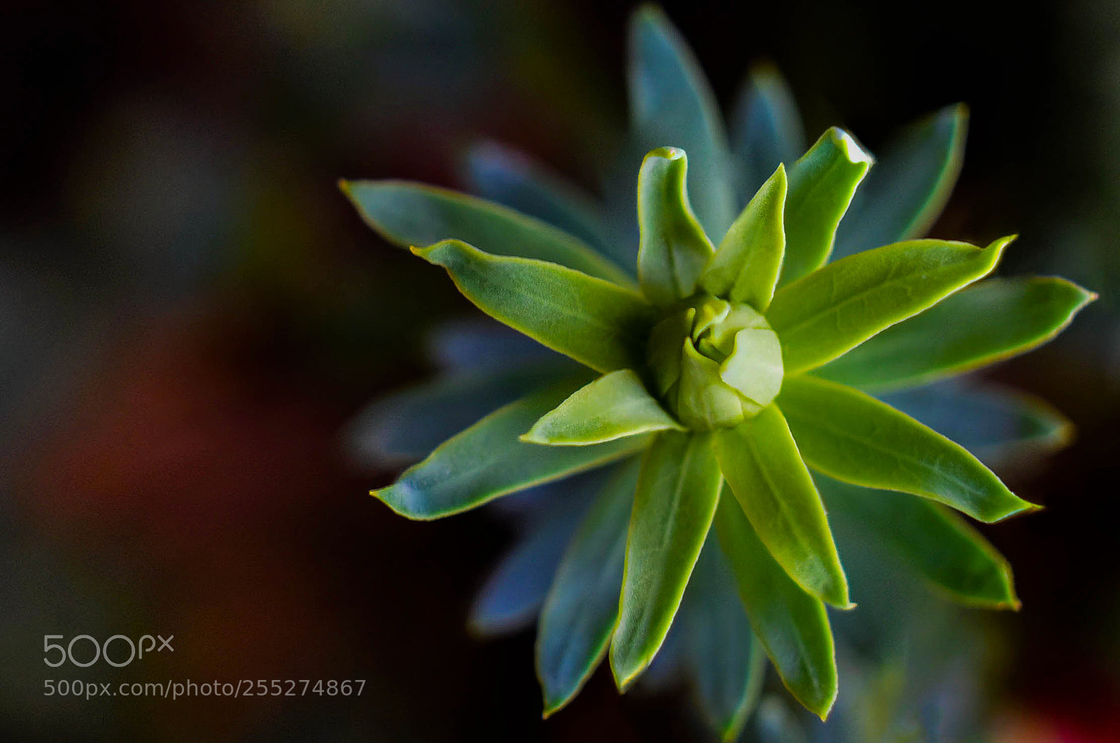 Nikon D7200 sample photo. Herb photography
