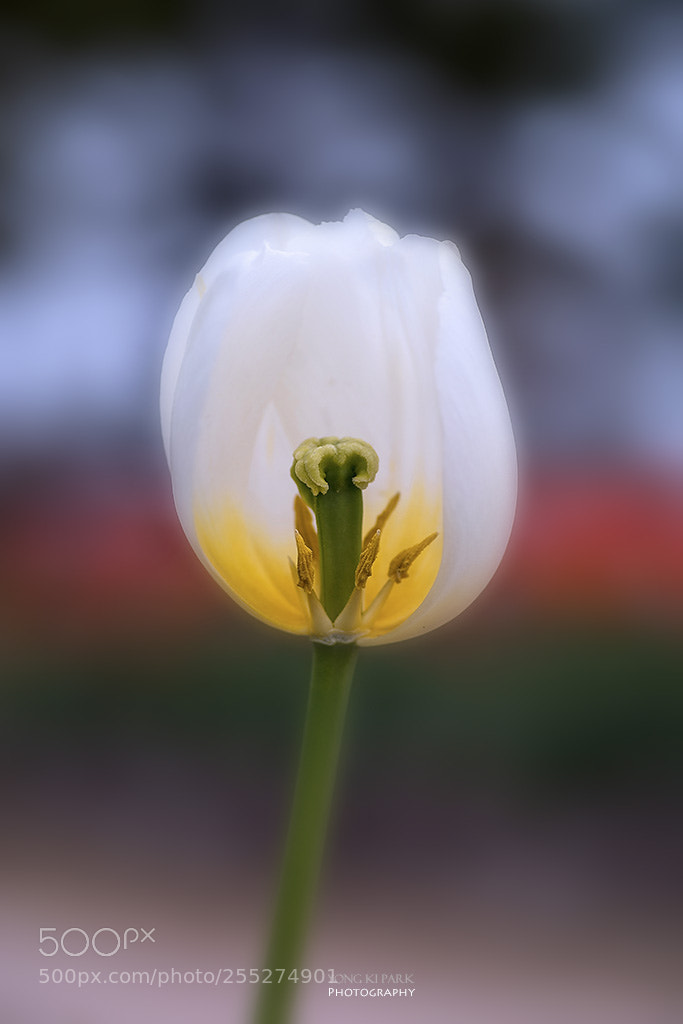 Pentax K-1 sample photo. Feeling and healing-6 tulip photography