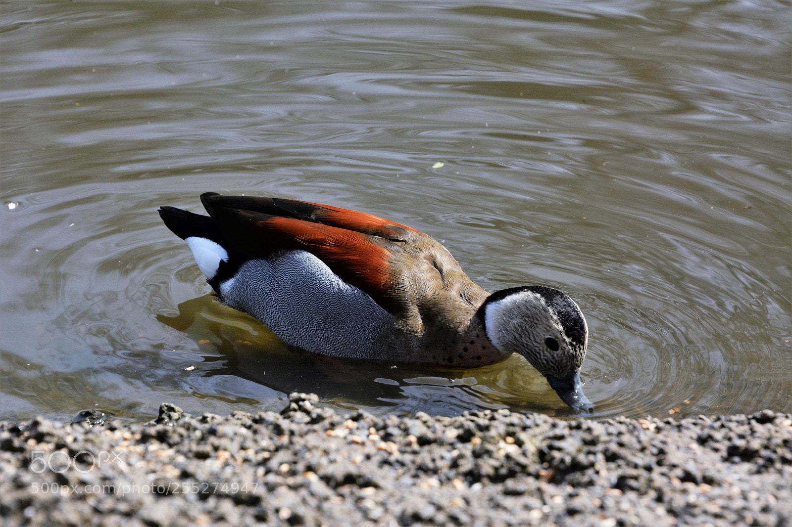 Nikon D7100 sample photo. Ringed teal photography