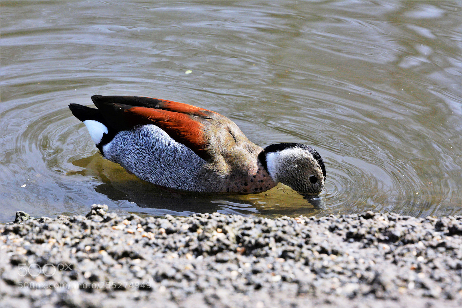 Nikon D7100 sample photo. Ringed teal photography