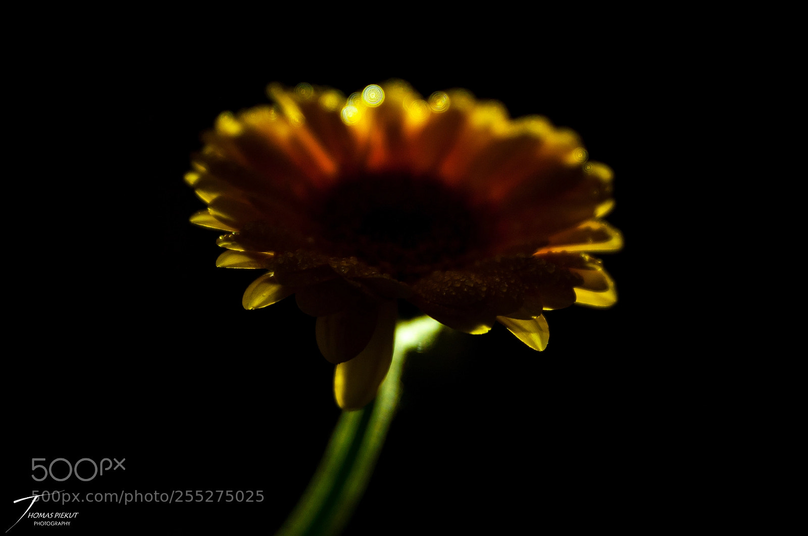 Nikon D90 sample photo. Backlit photography