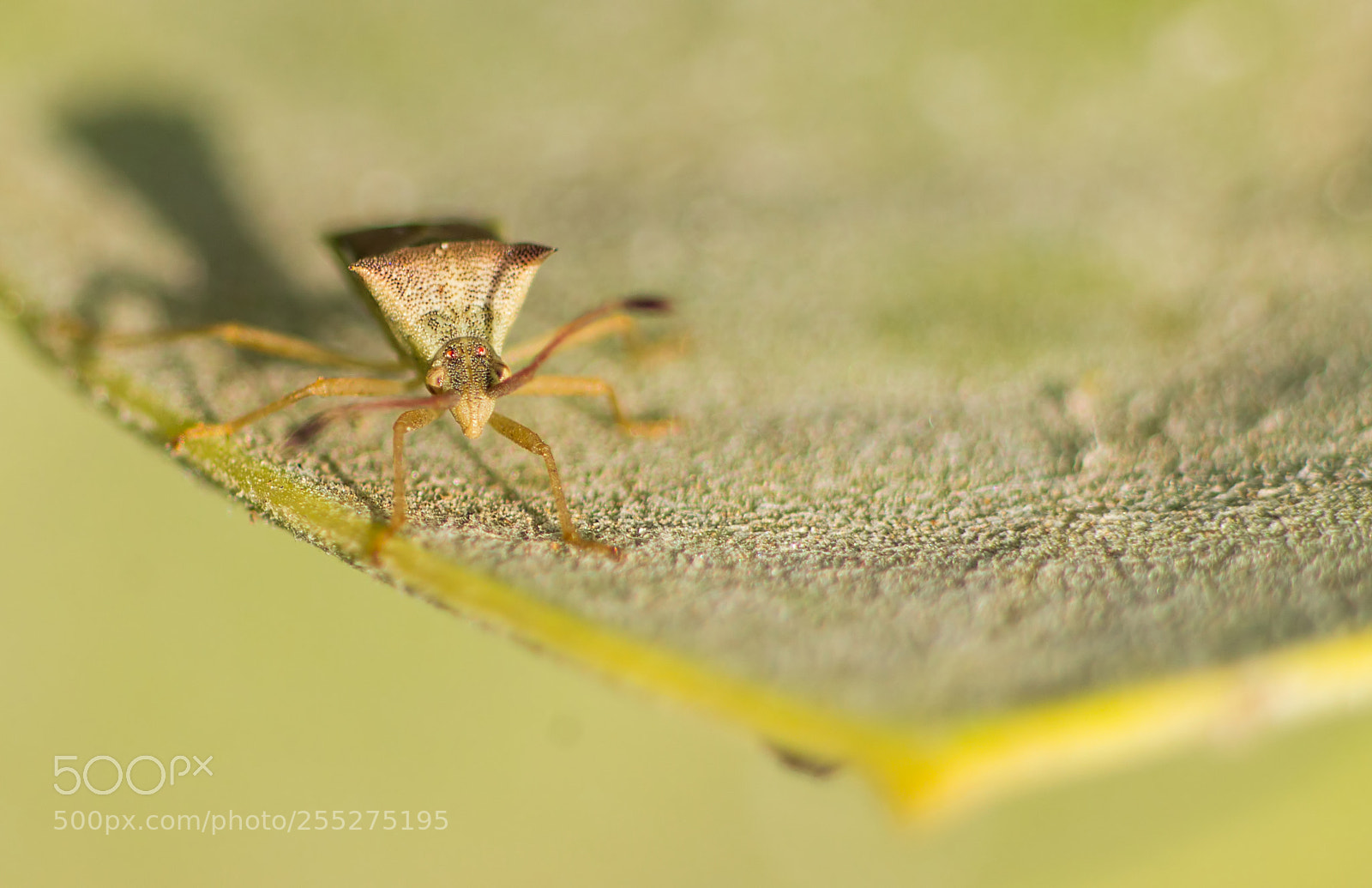 Canon EOS 1200D (EOS Rebel T5 / EOS Kiss X70 / EOS Hi) sample photo. A tiny spiked shieldbug photography
