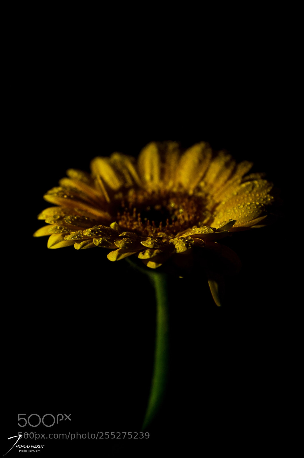 Nikon D90 sample photo. Shimmering 5 photography
