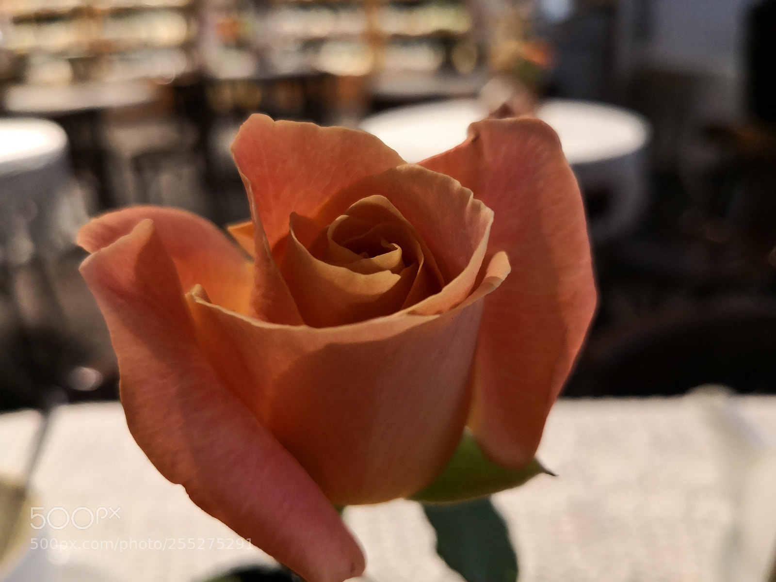 HUAWEI Mate 10 Pro sample photo. Live roses on cafe photography