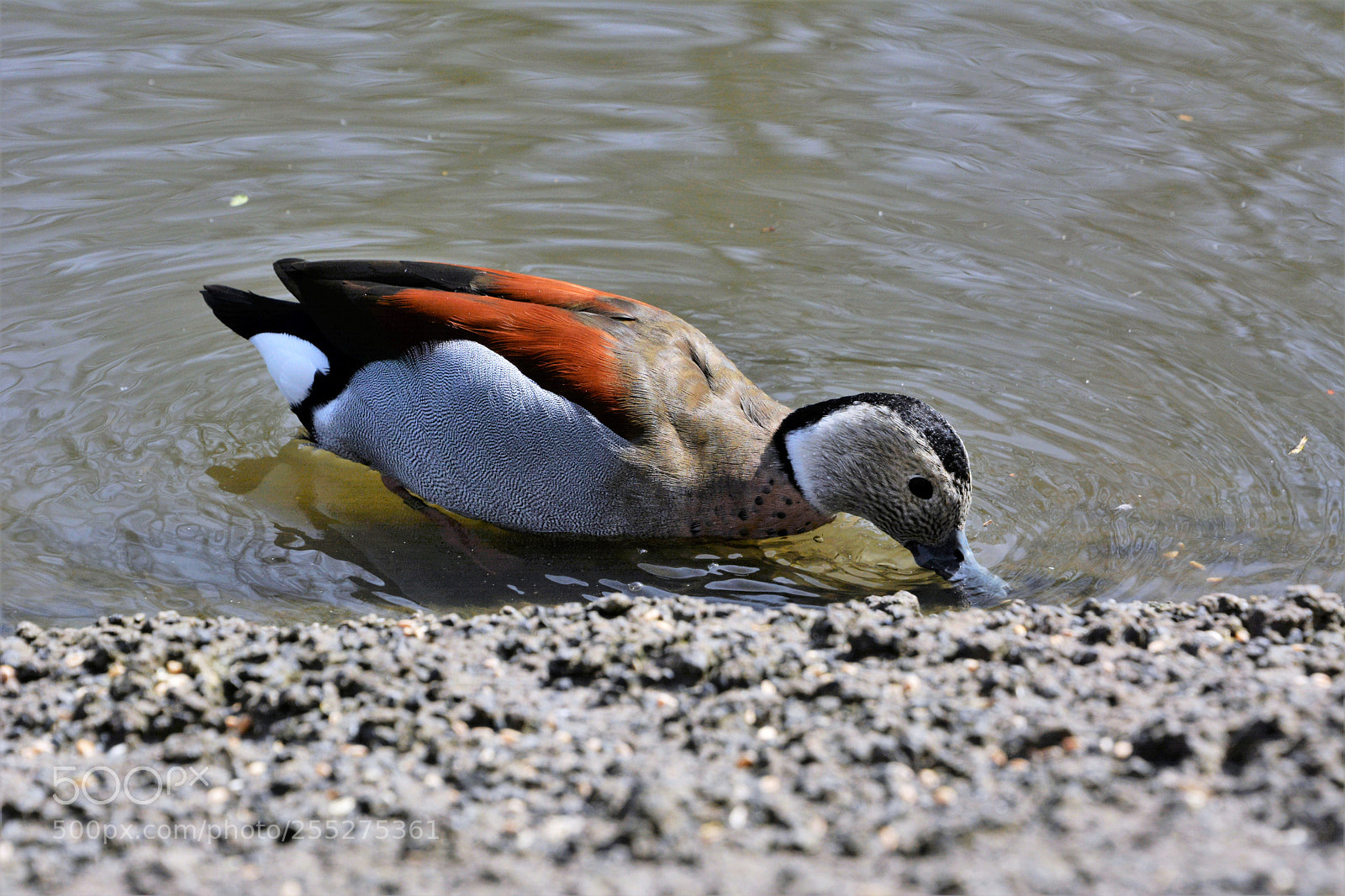 Nikon D7100 sample photo. Ringed teal photography
