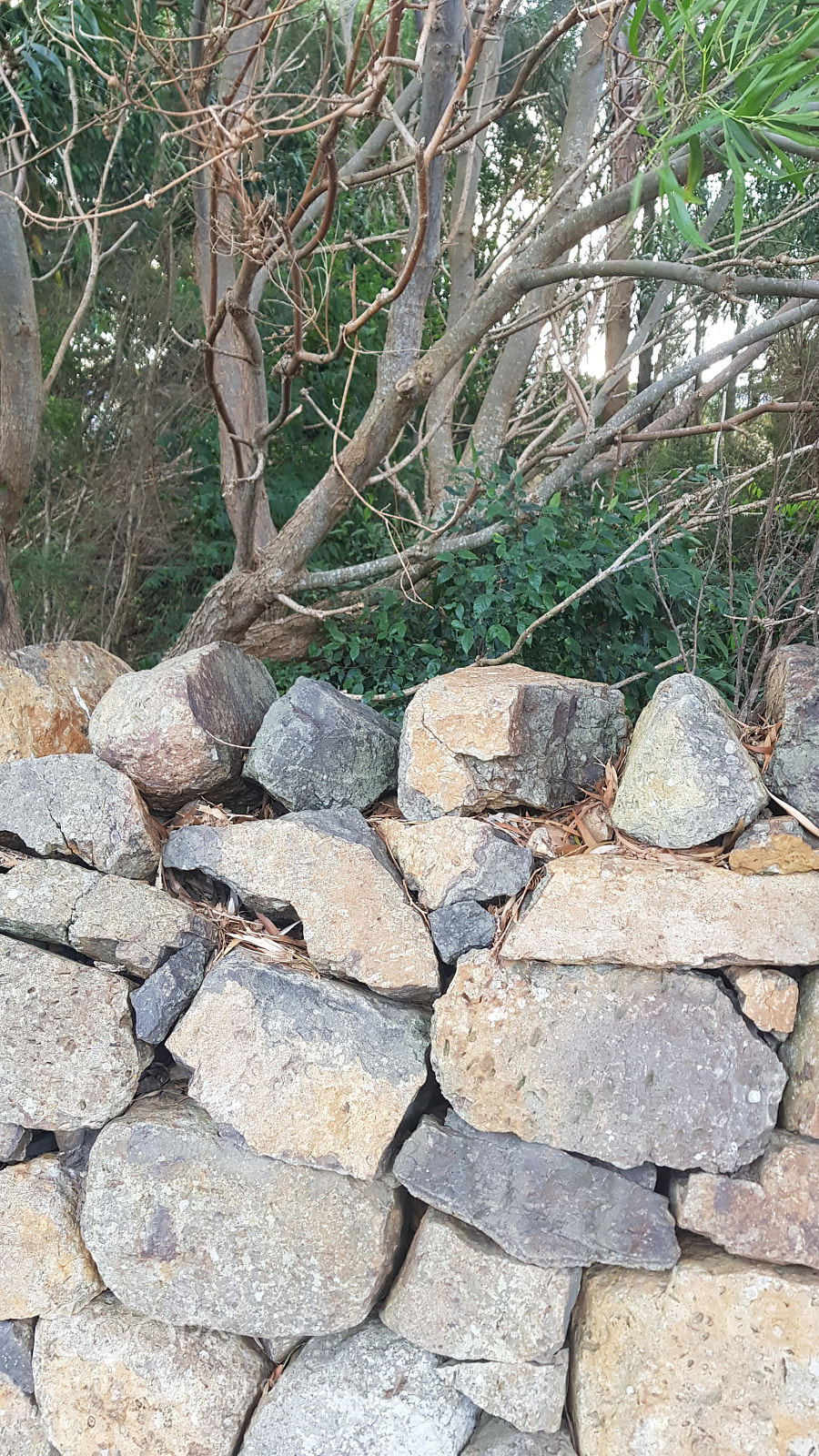 Samsung Galaxy S8+ sample photo. Untitled photography