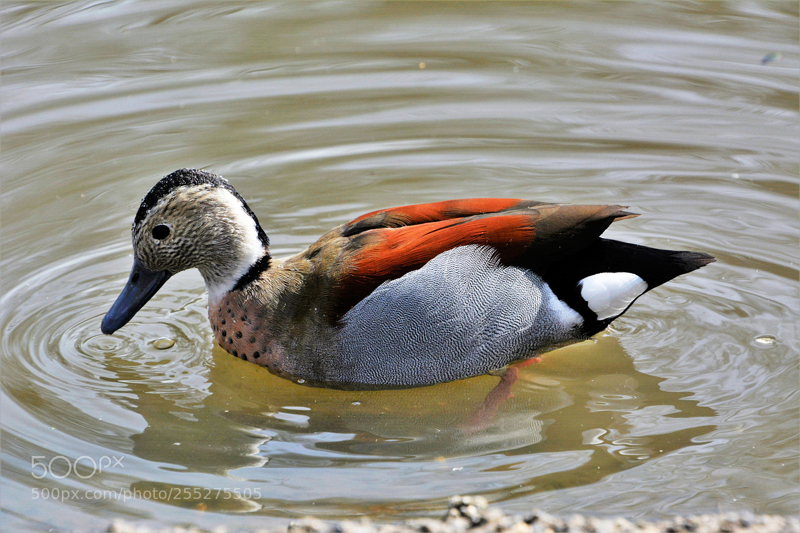 Nikon D7100 sample photo. Ringed teal photography