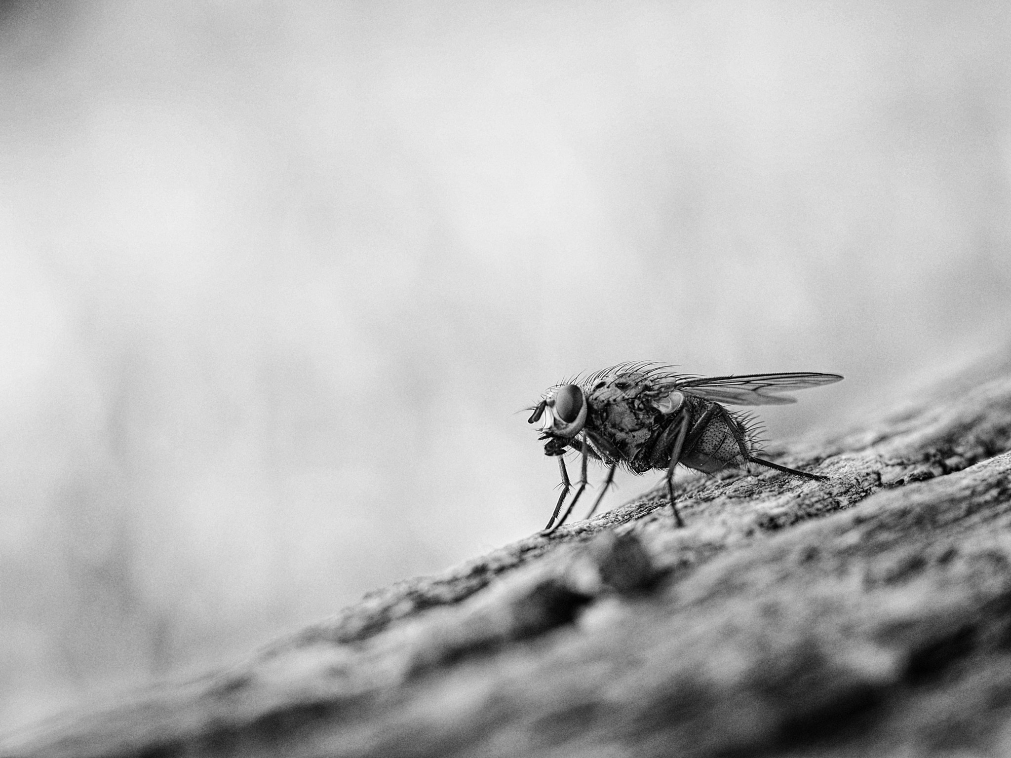 Olympus PEN E-P5 sample photo. Pretty fly for a black&white guy photography