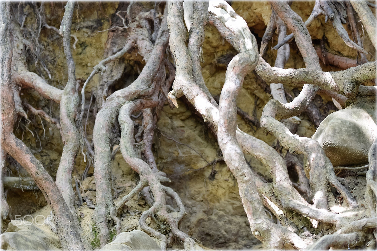 Nikon D7200 sample photo. "roots" photography
