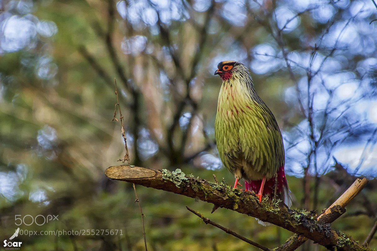 Nikon D7100 sample photo. Blood pheasant photography