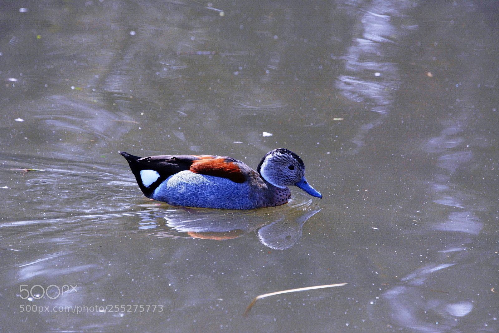 Nikon D7100 sample photo. Ringed teal photography