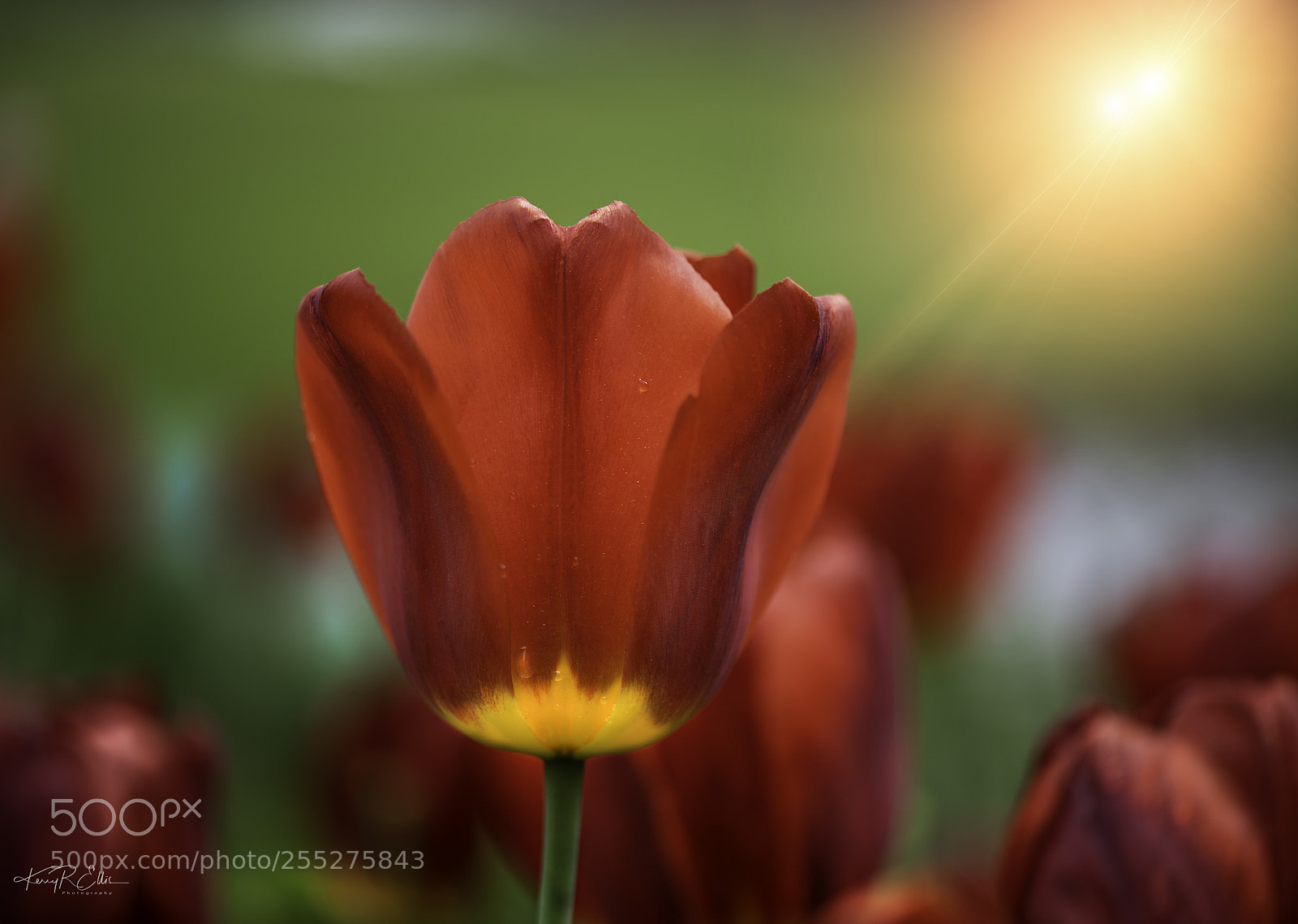 Nikon D810 sample photo. The tulip photography