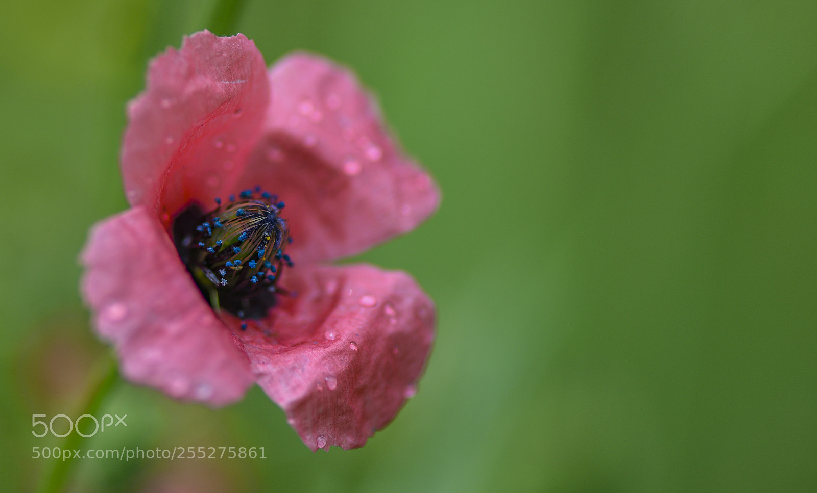 Nikon D810 sample photo. Pink poppy photography