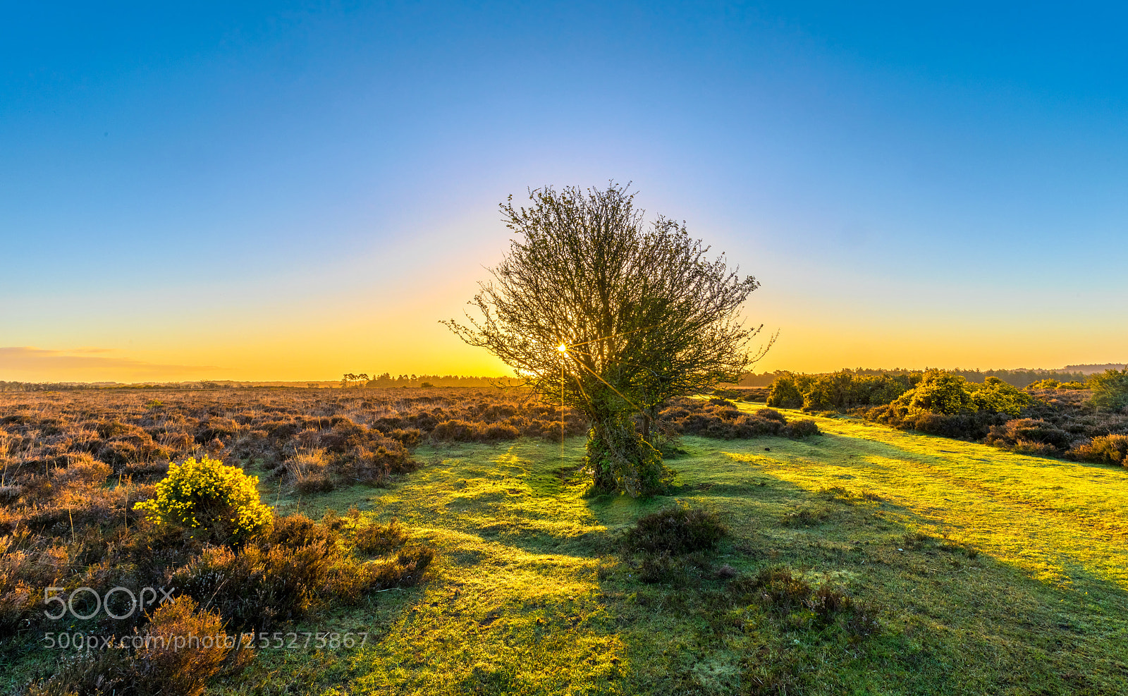 Canon EOS 5D Mark IV sample photo. Sunrise heath photography