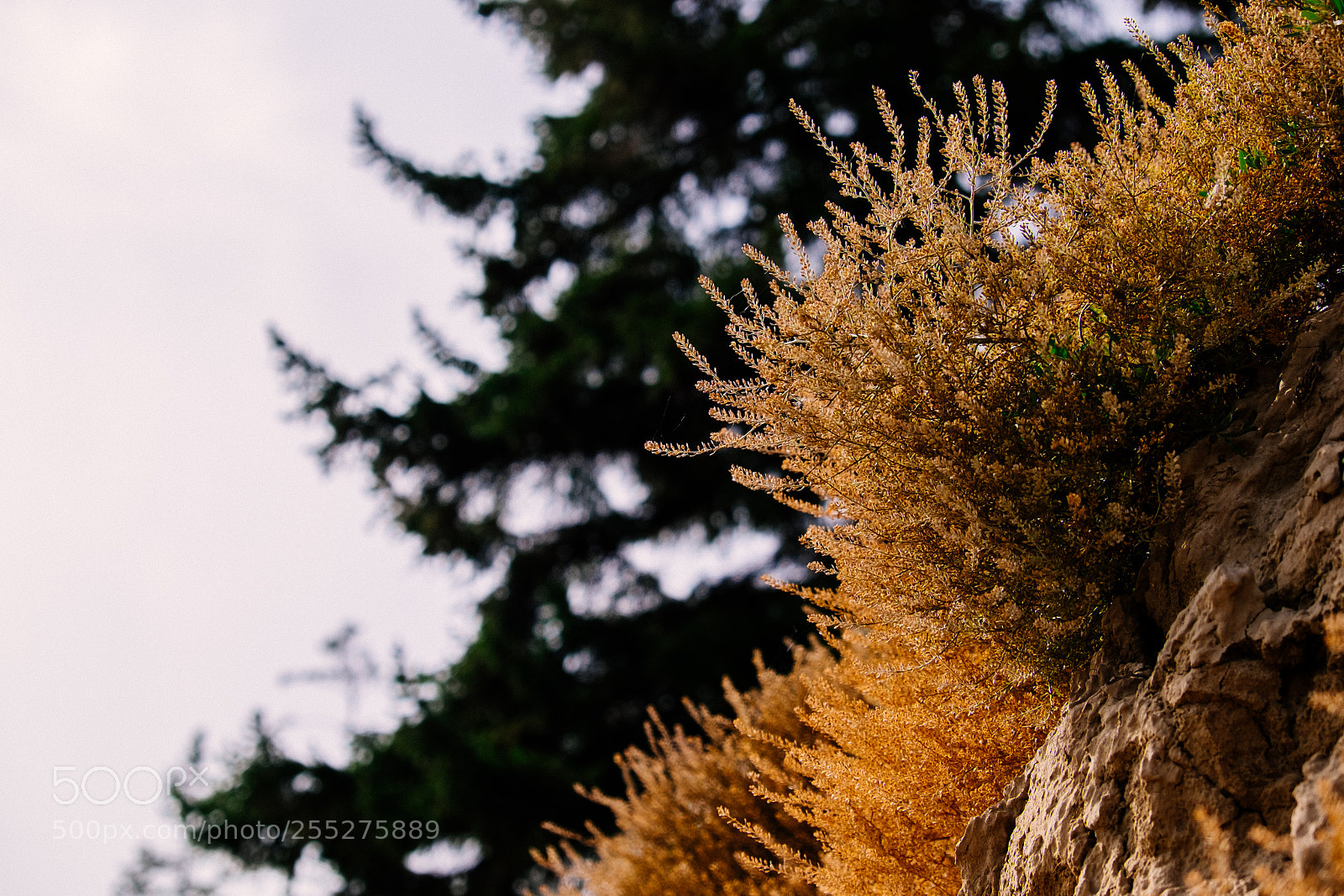 Fujifilm X-T1 sample photo. Grass photography