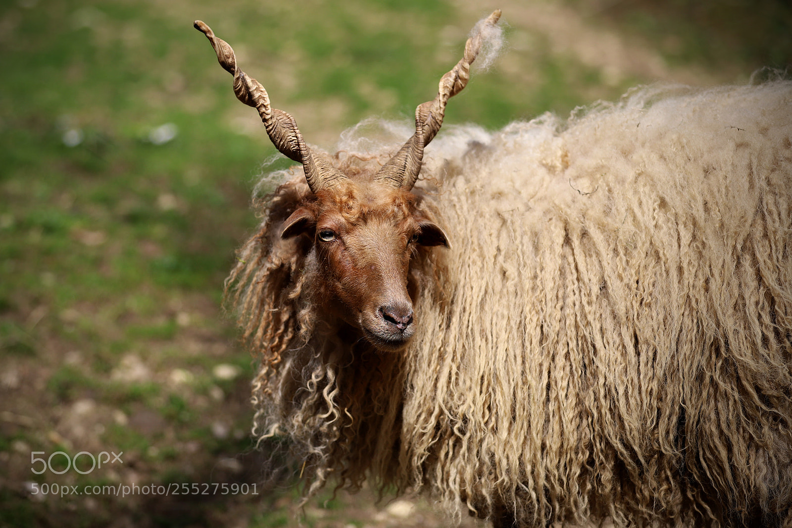 Canon EOS 6D Mark II sample photo. Zackelschaf photography