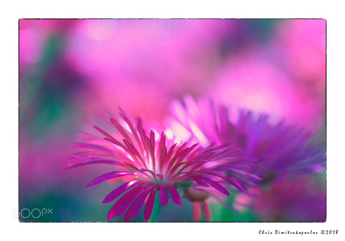 Nikon D7000 sample photo. Purple photography
