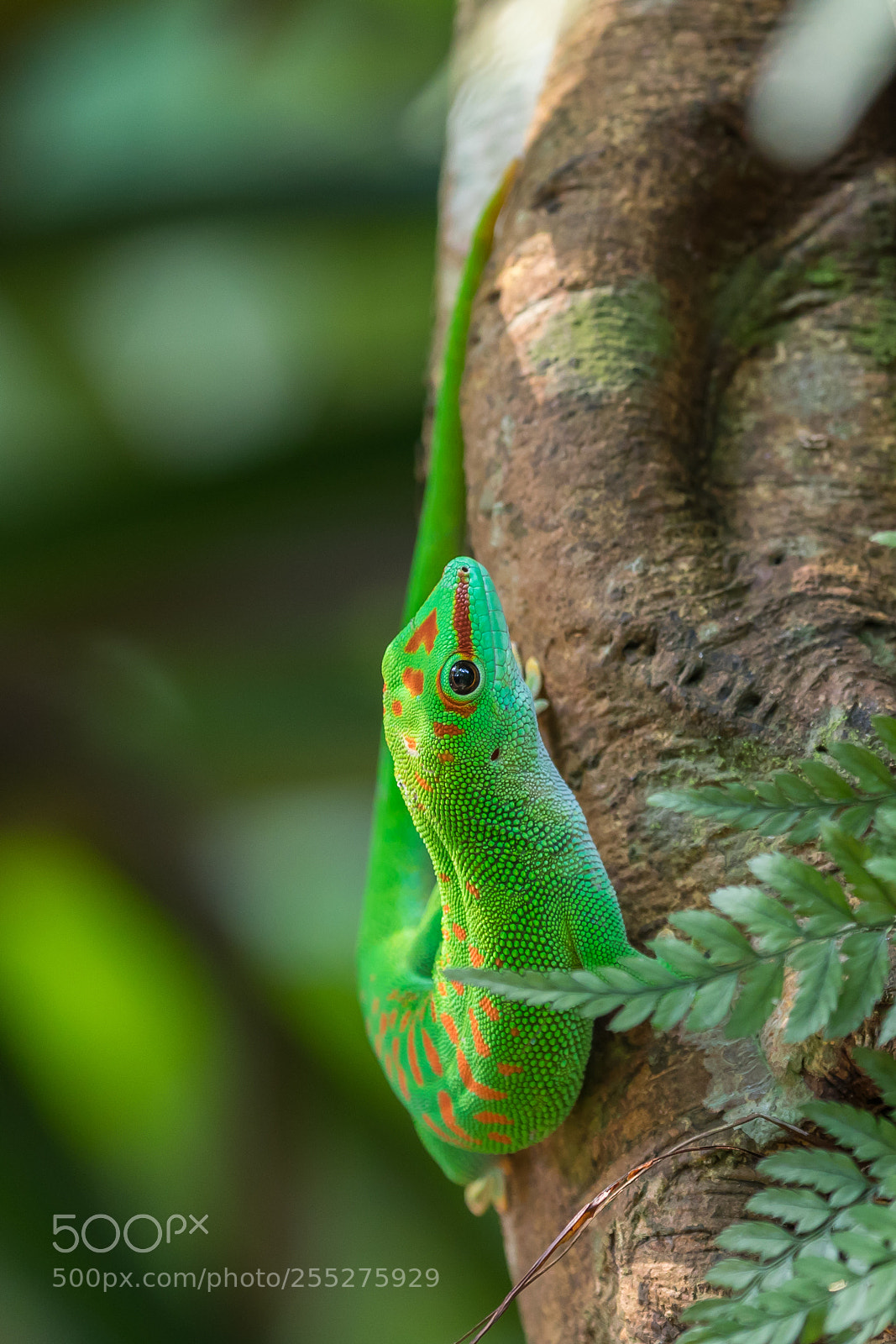 Canon EOS 5D Mark IV sample photo. Gecko photography