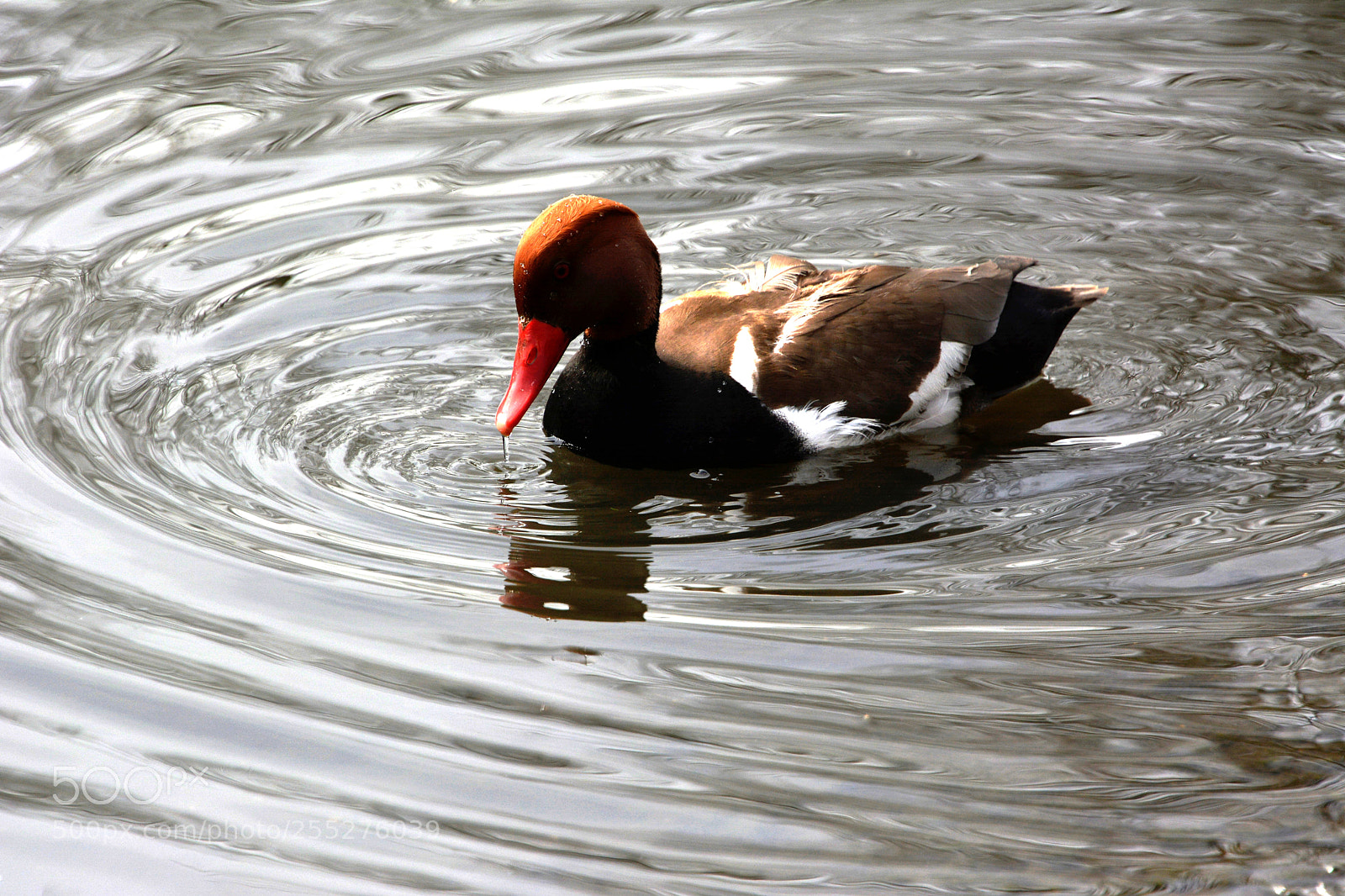 Nikon D7100 sample photo. Red crested pochard photography
