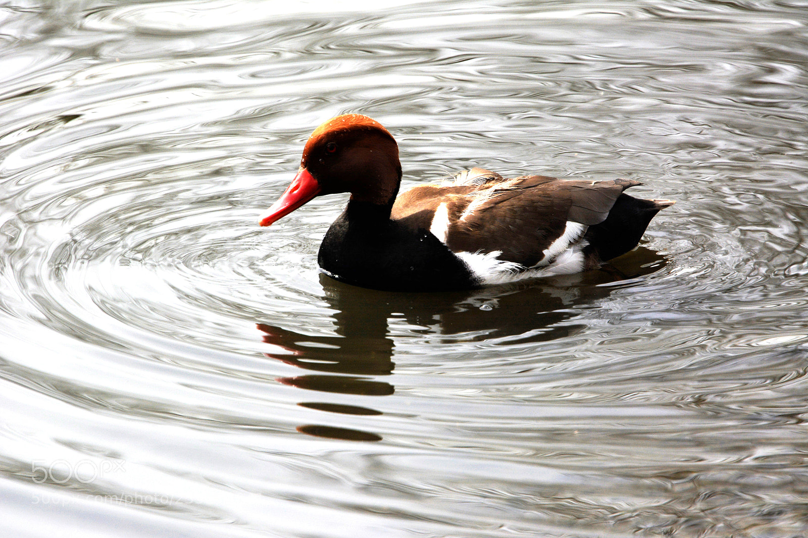 Nikon D7100 sample photo. Red crested pochard photography