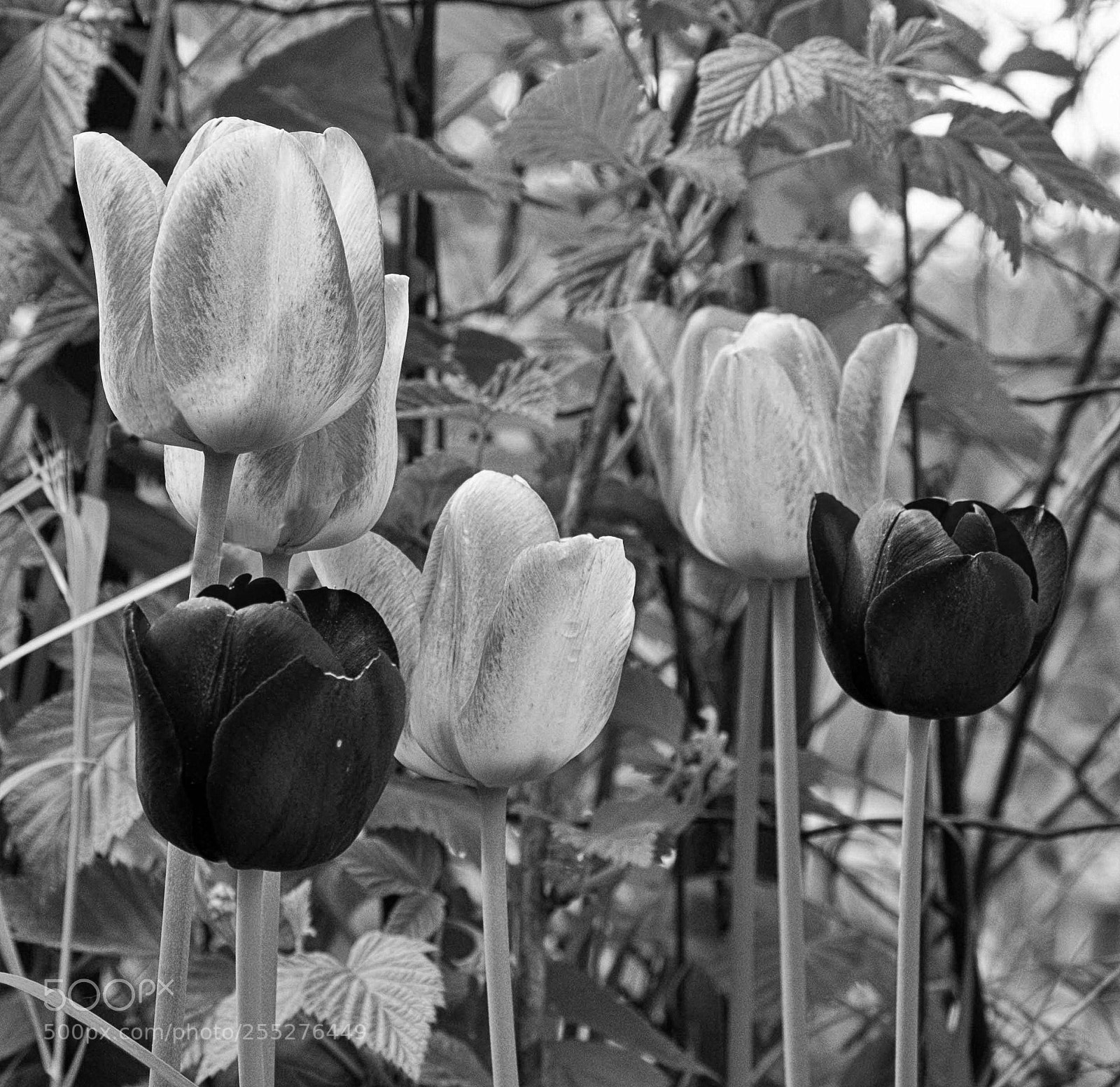 Fujifilm X-T20 sample photo. In the garden photography