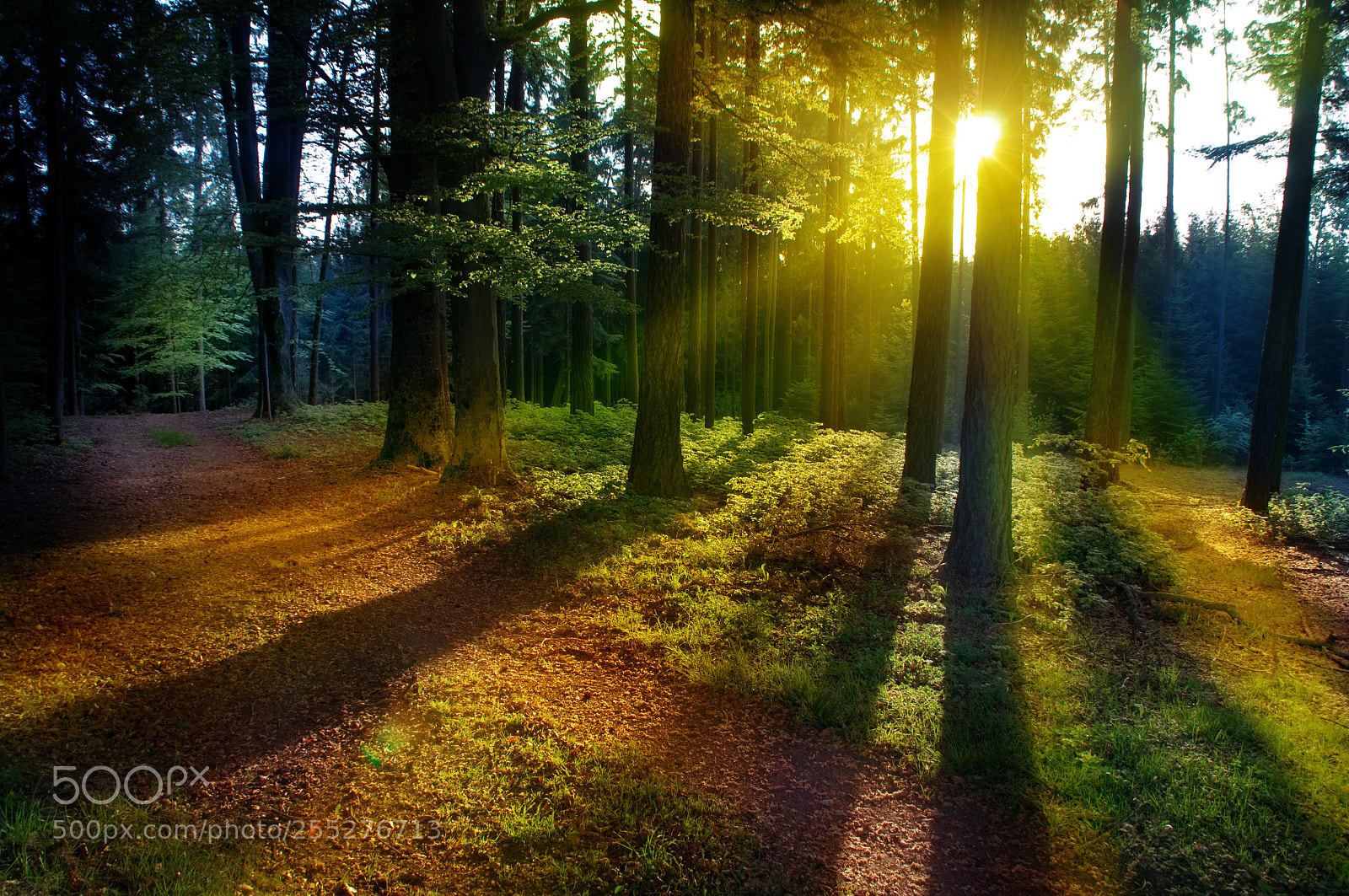Nikon D90 sample photo. Wooden peace photography