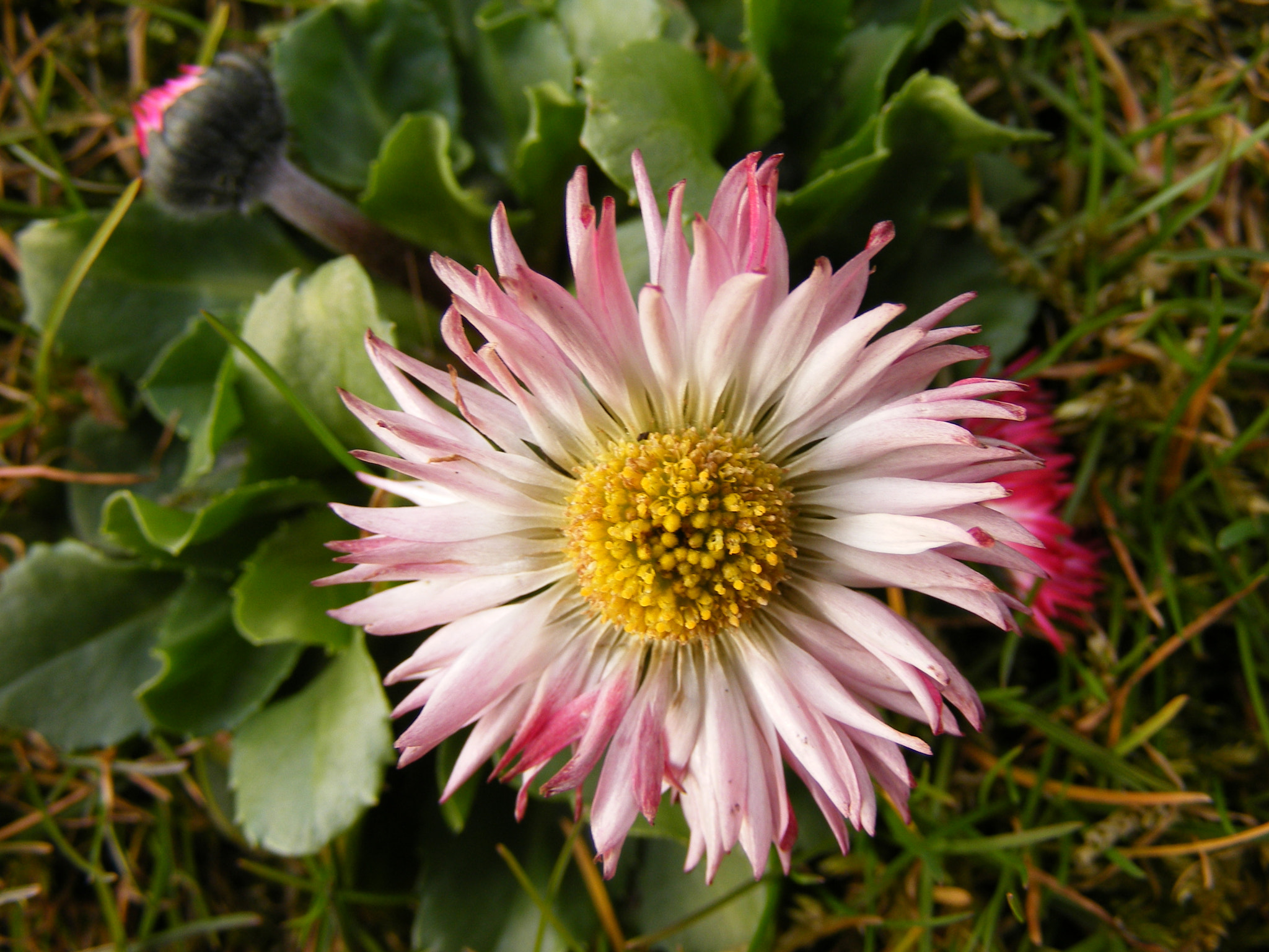 Fujifilm FinePix S5700 S700 sample photo